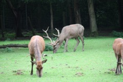 … animals, too!